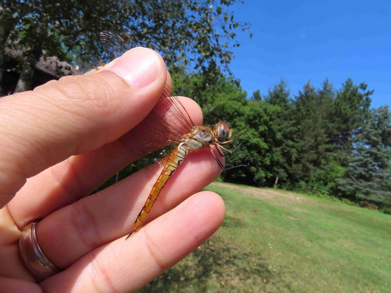 Photo of Wandering Glider