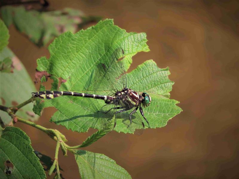 Photo of Zebra Clubtail