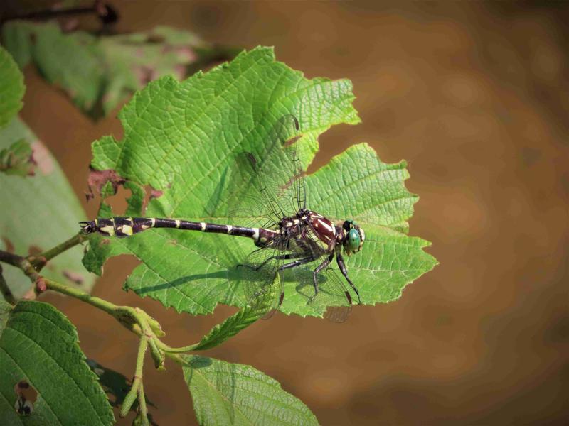 Photo of Zebra Clubtail