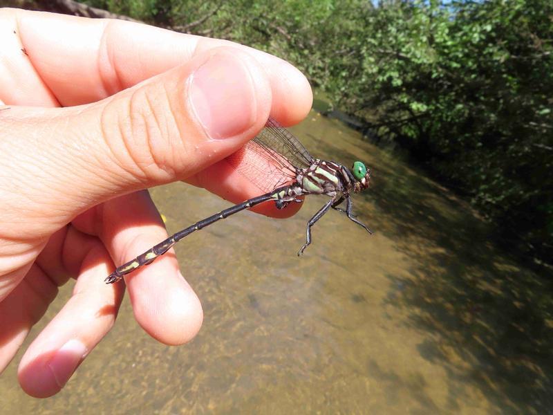 Photo of Arrow Clubtail