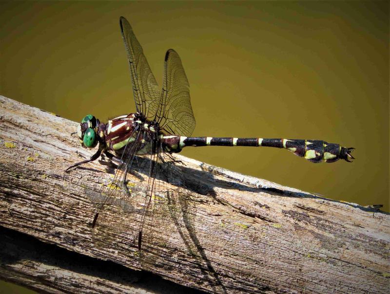 Photo of Zebra Clubtail