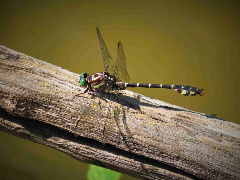 Photo of Zebra Clubtail