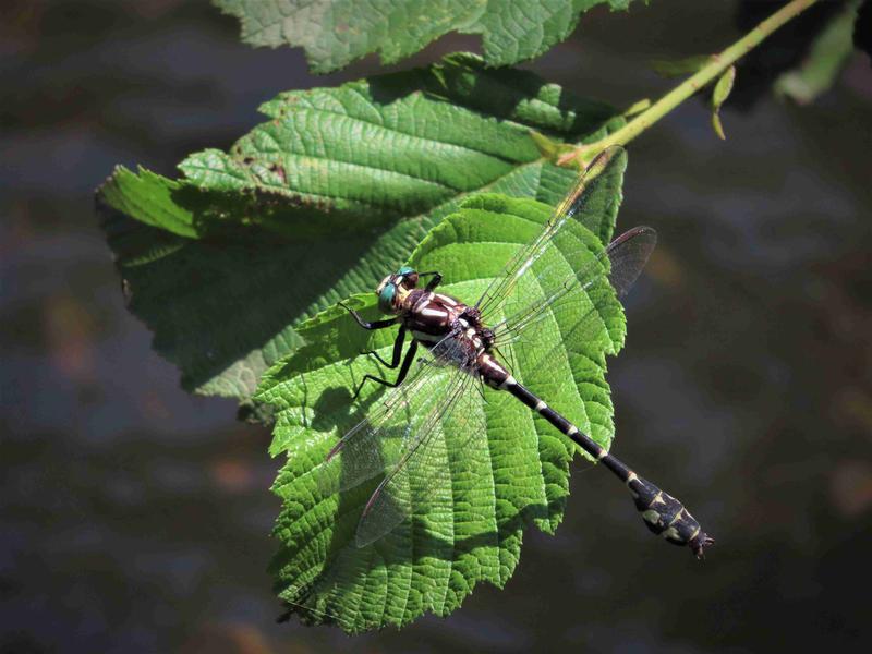 Photo of Zebra Clubtail