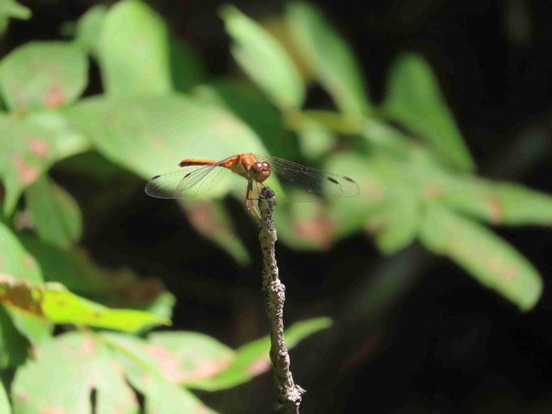 Photo of Autumn Meadowhawk