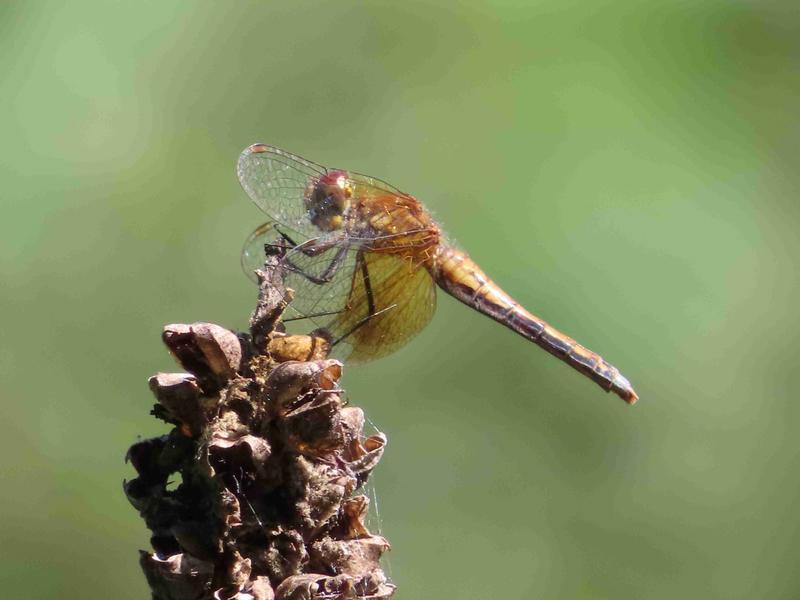 Photo of Band-winged Meadowhawk