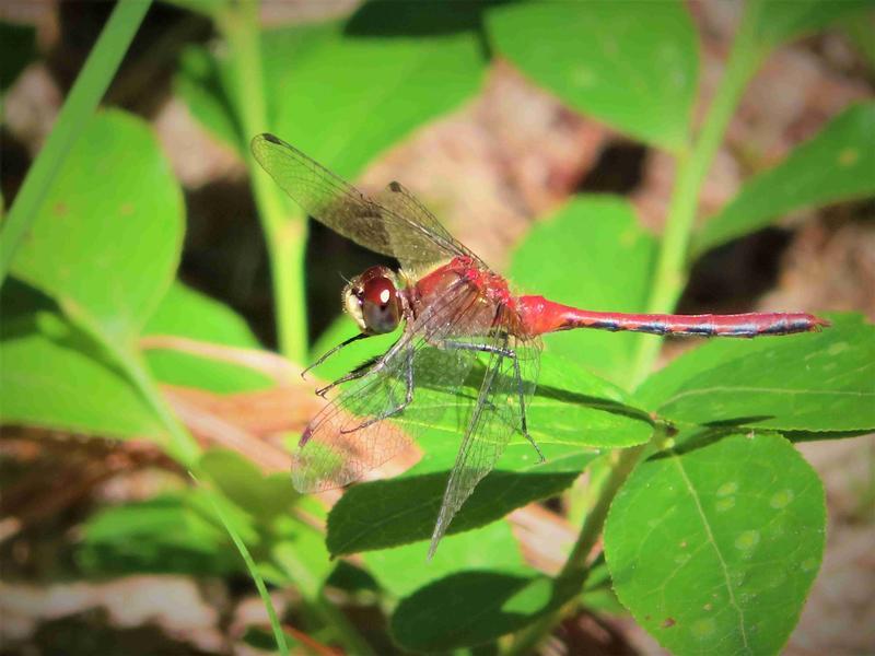 Photo of White-faced Meadowhawk