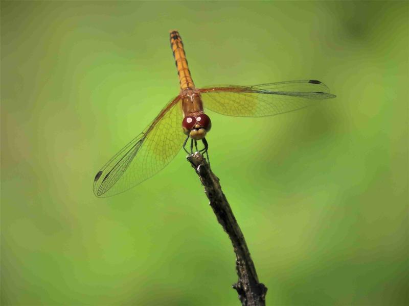 Photo of Band-winged Meadowhawk