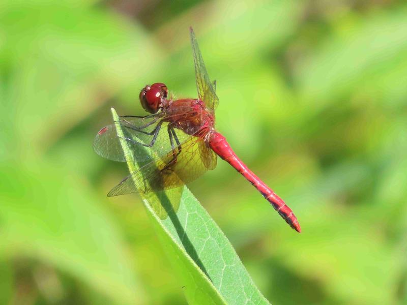 Photo of Band-winged Meadowhawk