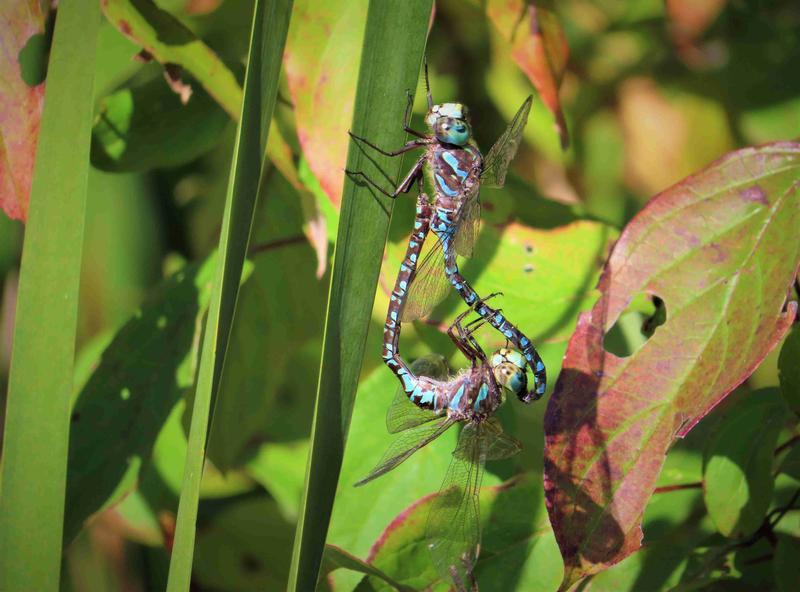 Photo of Canada Darner