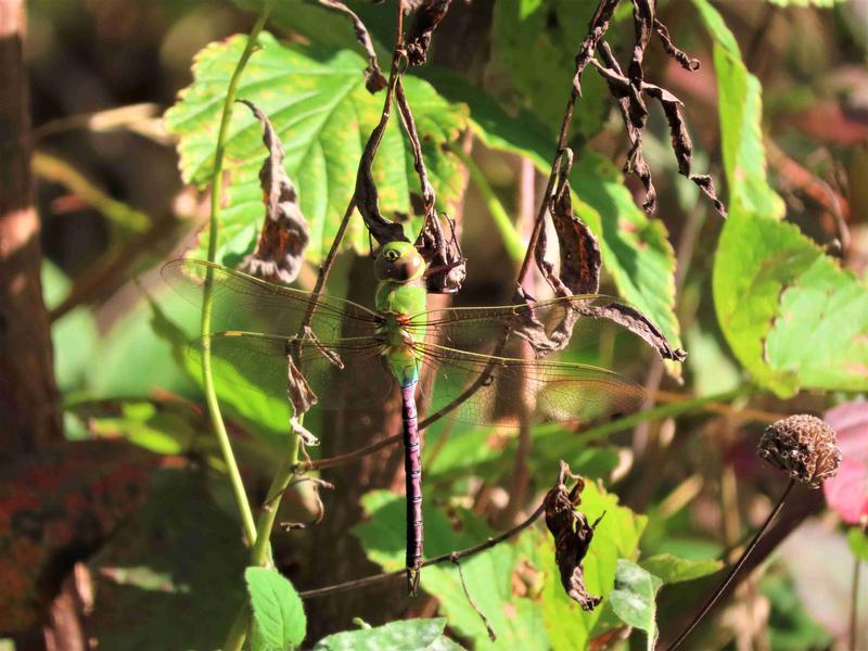 Photo of Common Green Darner