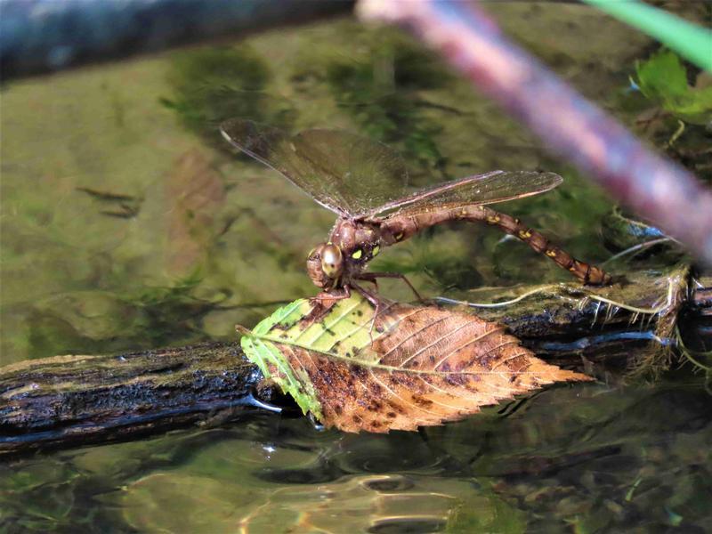 Photo of Fawn Darner