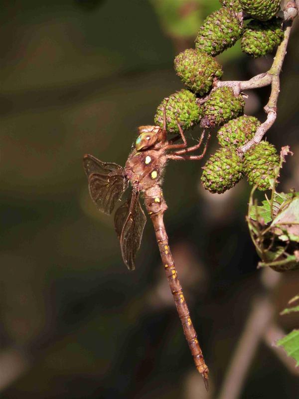 Photo of Fawn Darner