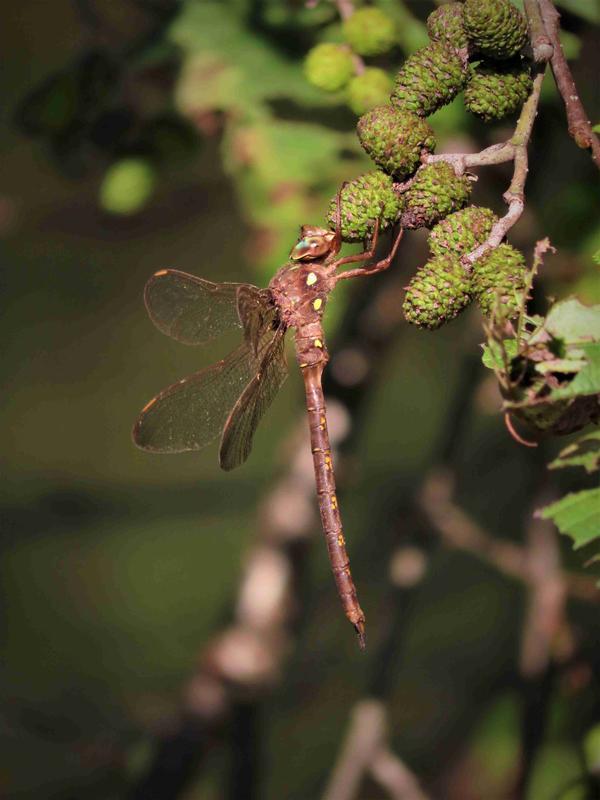 Photo of Fawn Darner