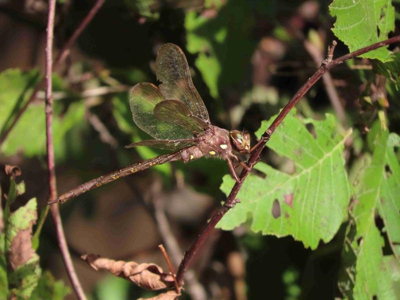 Photo of Fawn Darner