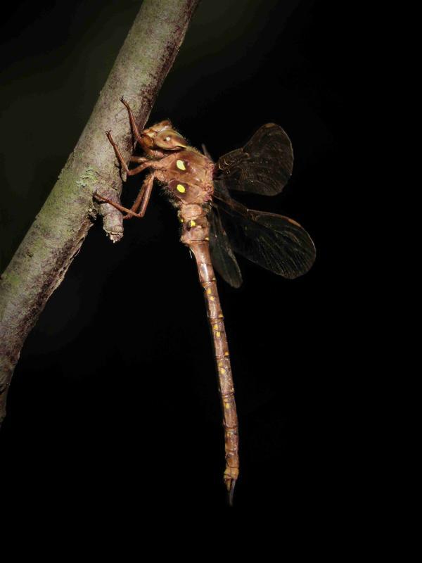 Photo of Fawn Darner