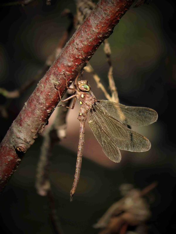 Photo of Fawn Darner