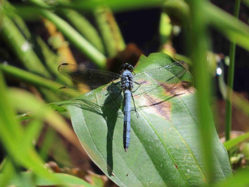 Photo of Eastern Pondhawk