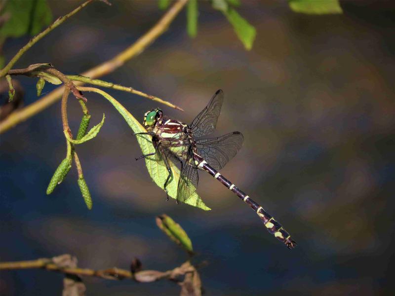 Photo of Zebra Clubtail