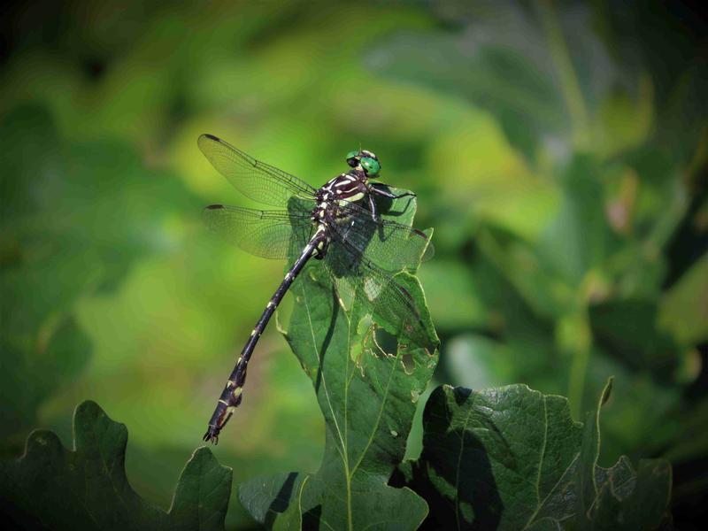 Photo of Arrow Clubtail