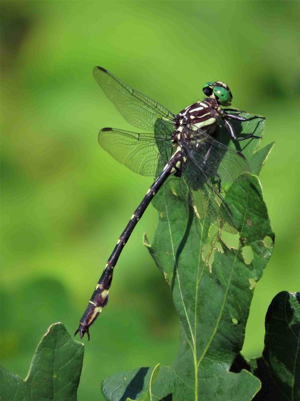 Photo of Arrow Clubtail