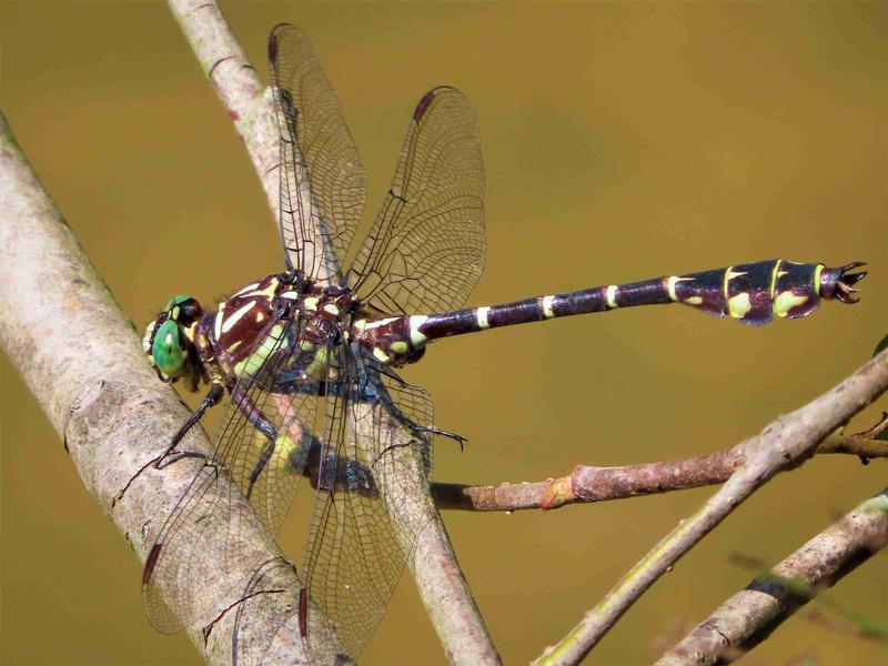 Photo of Zebra Clubtail