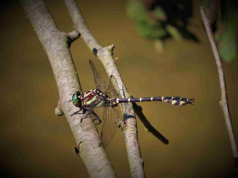 Photo of Zebra Clubtail