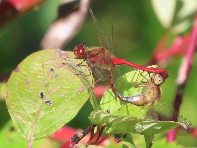 Photo of Autumn Meadowhawk