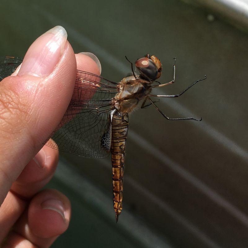 Photo of Spot-winged Glider