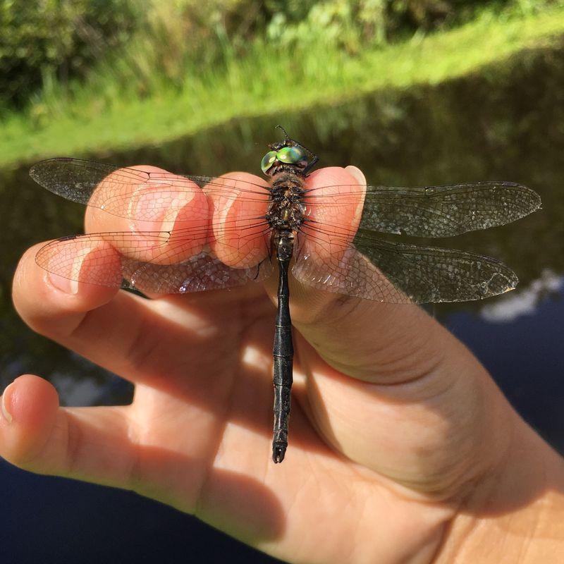 Photo of Williamson's Emerald