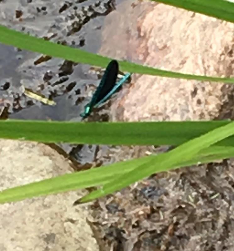 Photo of Ebony Jewelwing