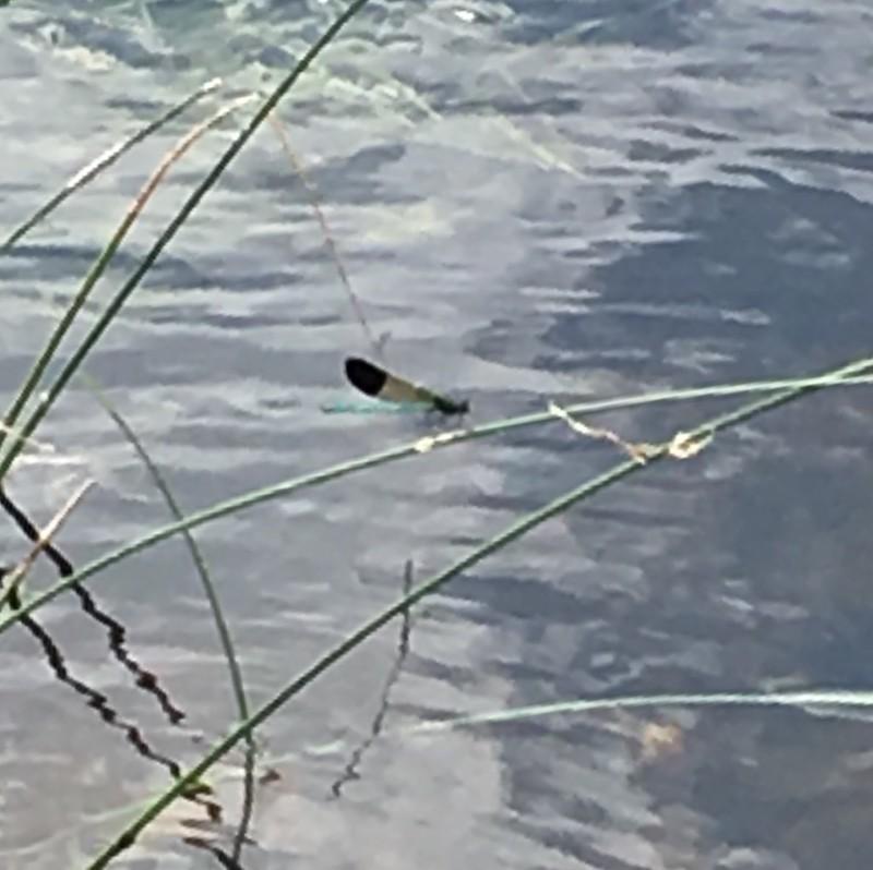 Photo of River Jewelwing