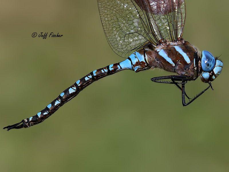 Photo of Blue-eyed Darner