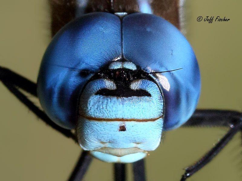 Photo of Blue-eyed Darner