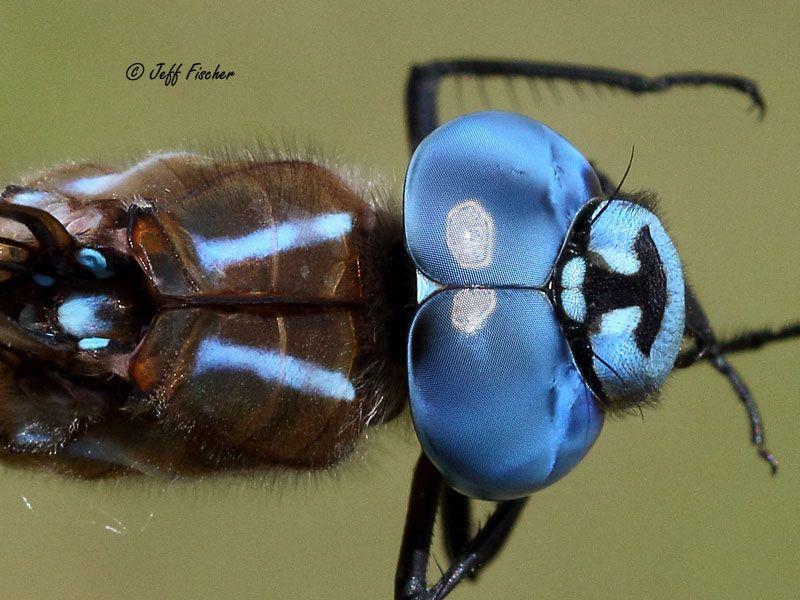 Photo of Blue-eyed Darner