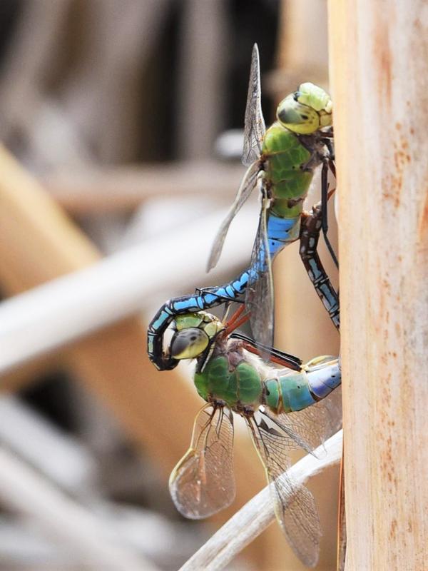 Photo of Common Green Darner