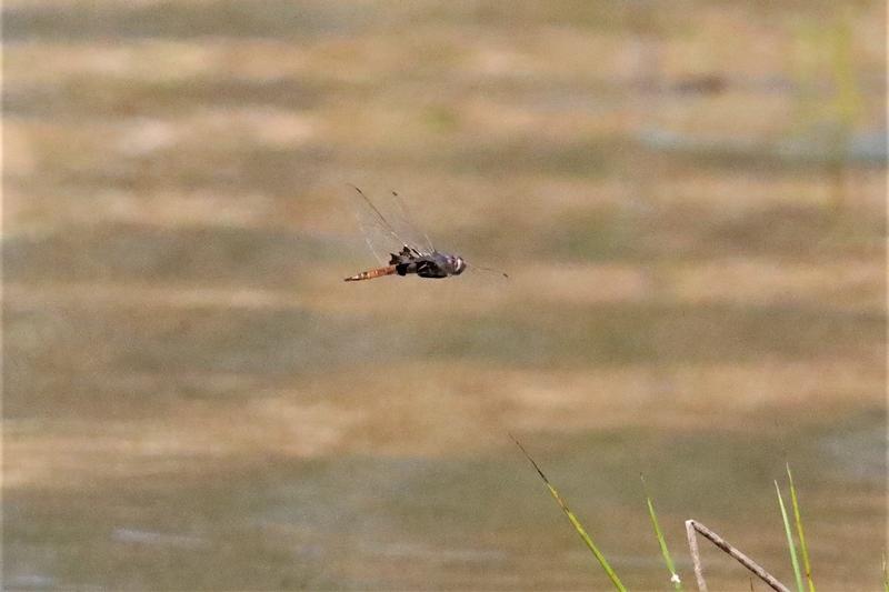 Photo of Red Saddlebags