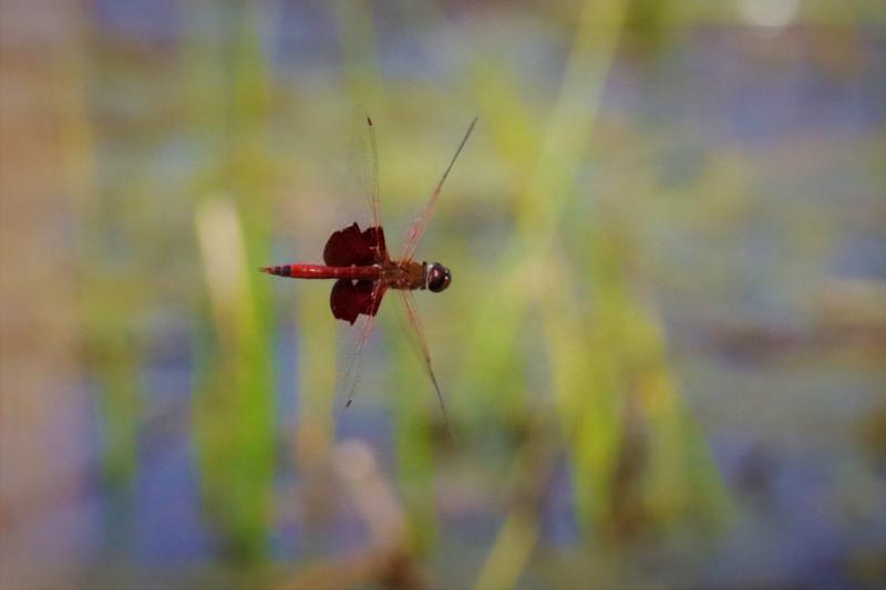 Photo of Carolina Saddlebags