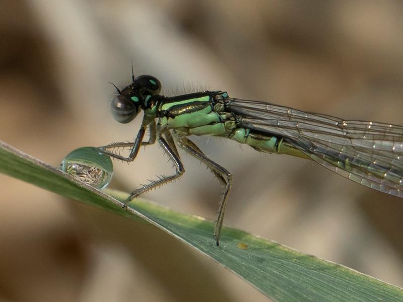 Photo of Eastern Forktail