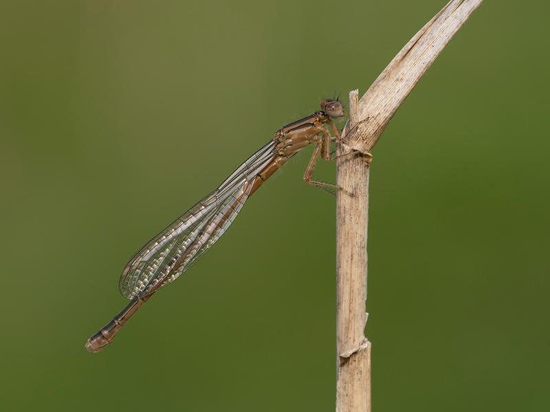 Photo of Eastern Forktail