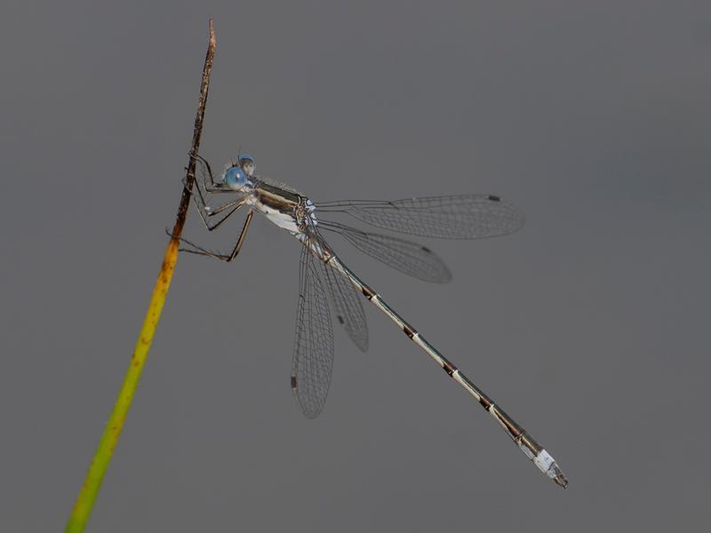 Photo of Southern Spreadwing