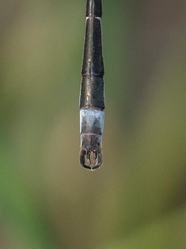 Photo of Southern Spreadwing