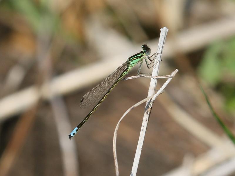 Photo of Eastern Forktail