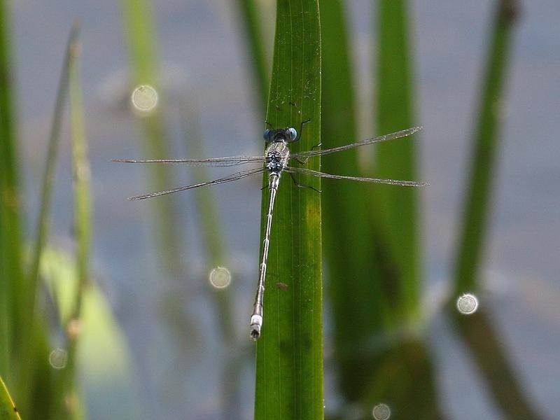 Photo of Southern Spreadwing