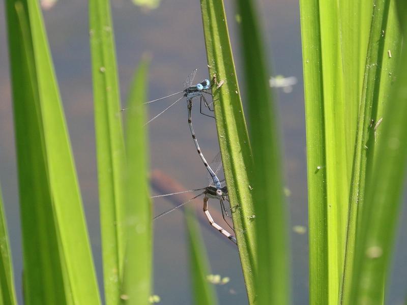 Photo of Southern Spreadwing