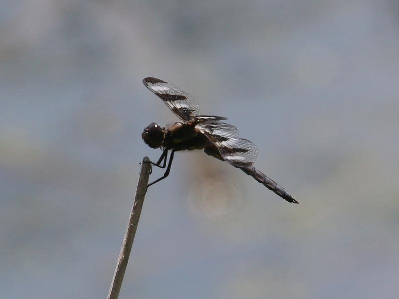 Photo of Twelve-spotted Skimmer