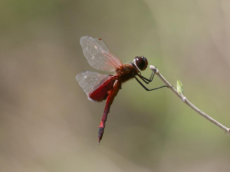 Photo of Carolina Saddlebags