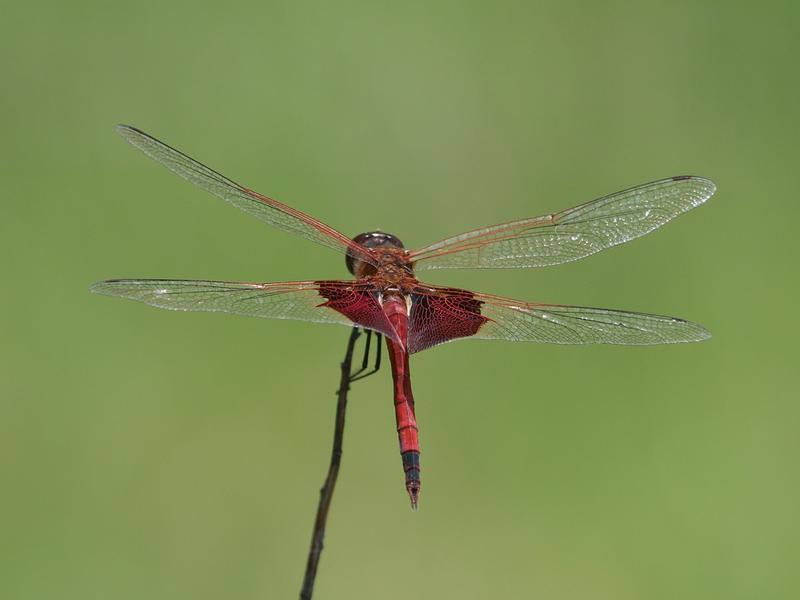 Photo of Carolina Saddlebags