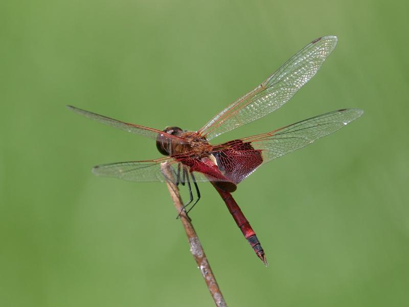 Photo of Carolina Saddlebags