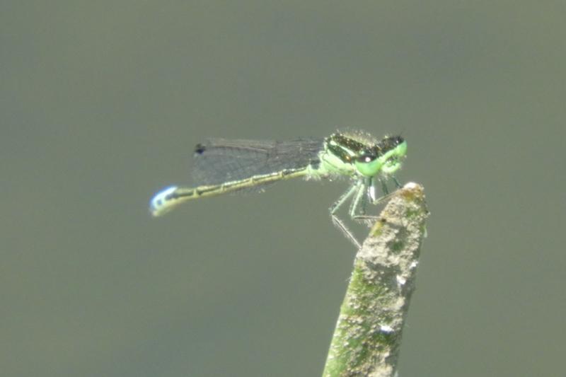 Photo of Eastern Forktail