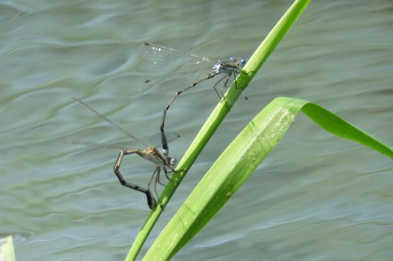 Photo of Southern Spreadwing